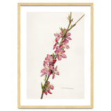Royal Charles Steadman – Peach (Prunus persica) (1924) thumbnail
