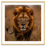 Majestic Lion King Of The Savannah In Dry Grass thumbnail