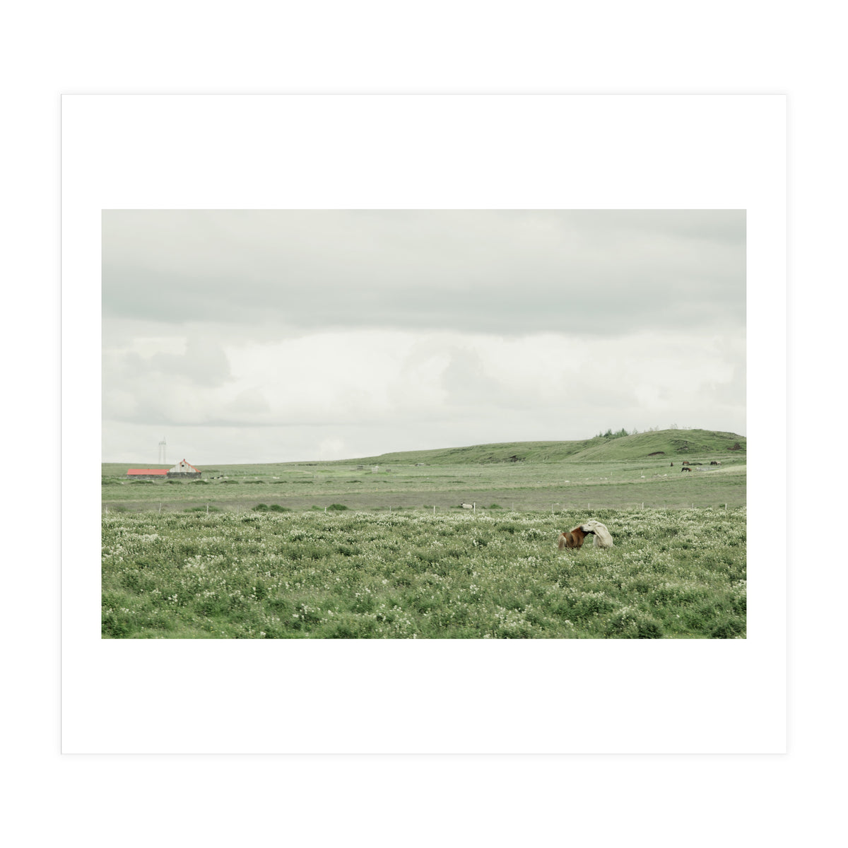 Horses in the middle of the green field - Iceland (Print Only)