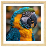 Blue And Yellow Macaw Parrot Close Up Portrait thumbnail