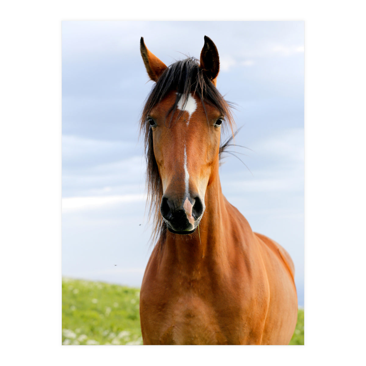 Brown Horse (Print Only)