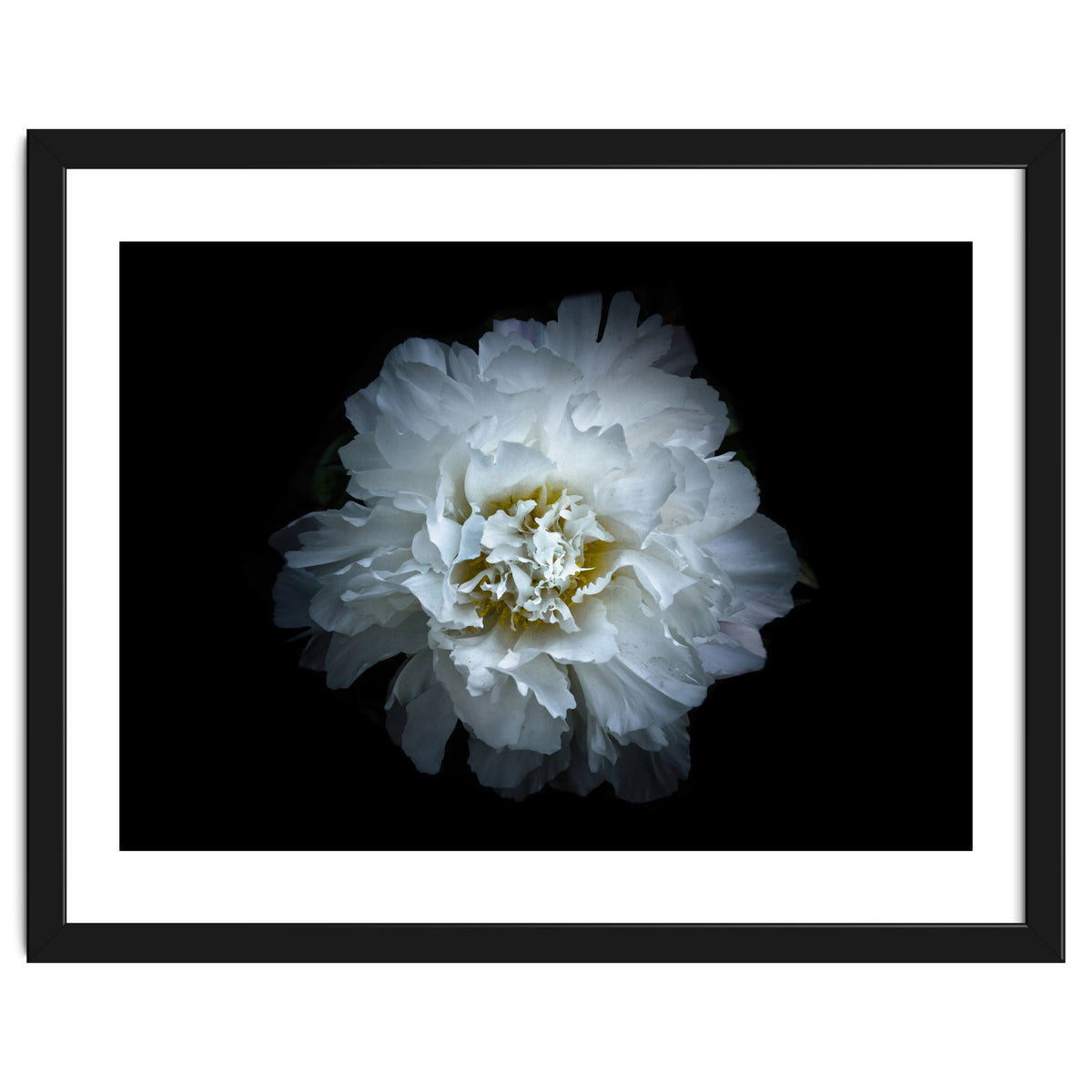 Backyard Flowers No 90 Color Version