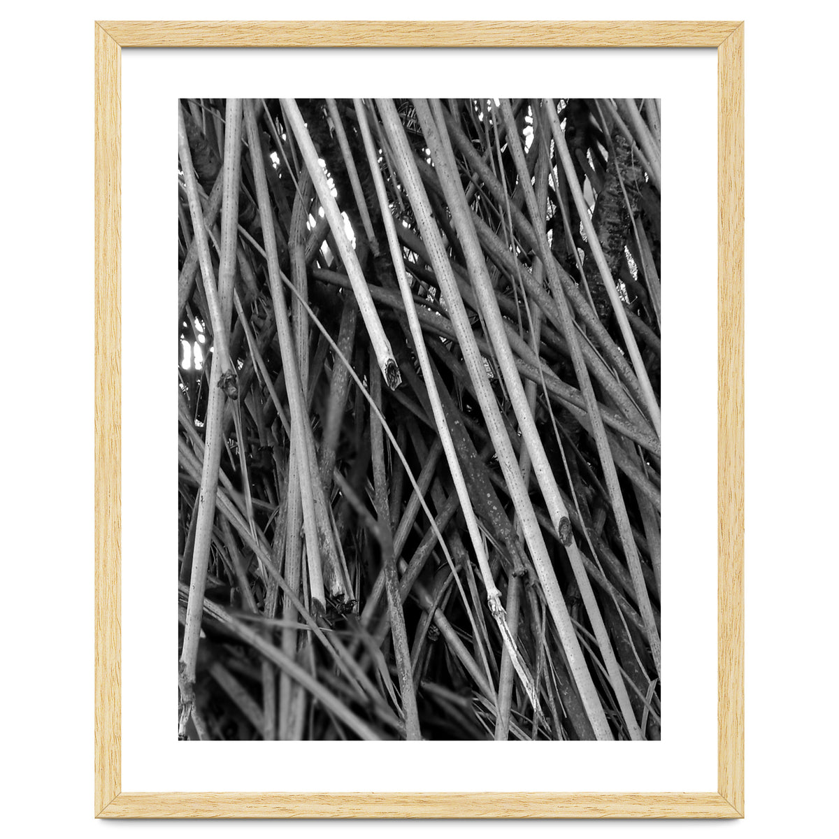 Black Tectorius Plant Shoots Art