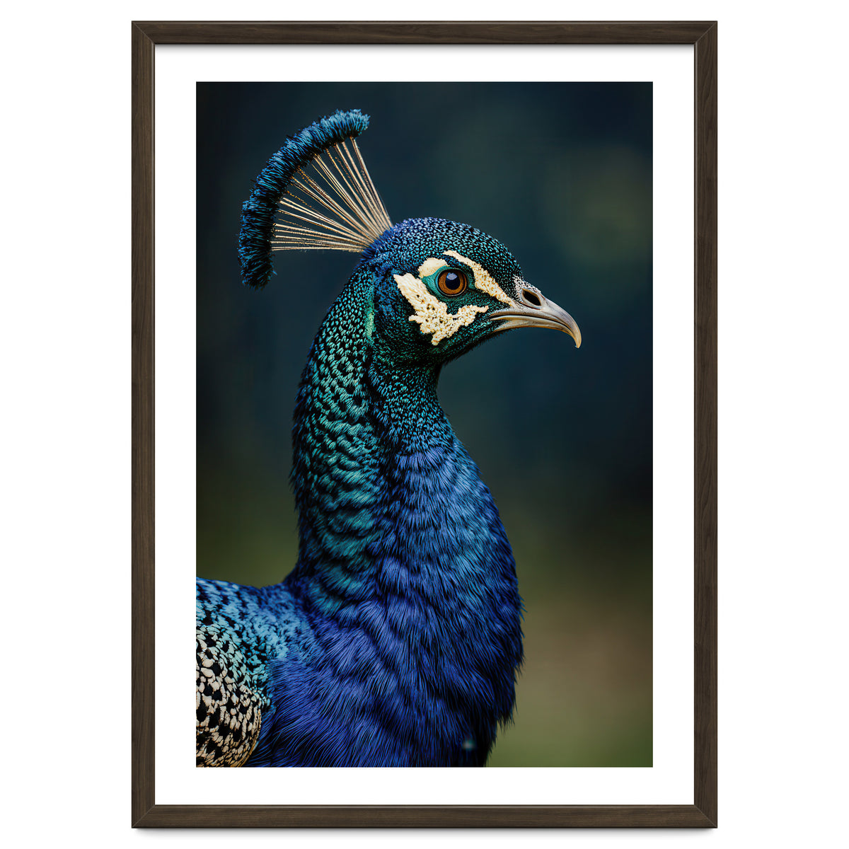 Peacock Portrait Photography