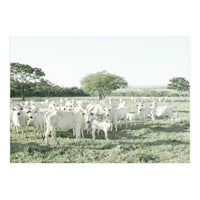 LIVING TOGETHER - WHITE COWS FAMILY (Print Only)