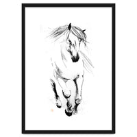 Runninh Ghorse In Water