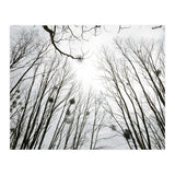 Bare trees in the winter sky (Print Only) thumbnail