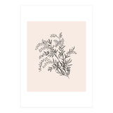 Acacia Botanical illustration (Print Only) thumbnail