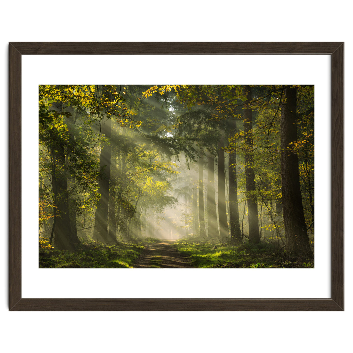 Sunrays in a Dutch forest