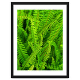 Green Ferns thumbnail