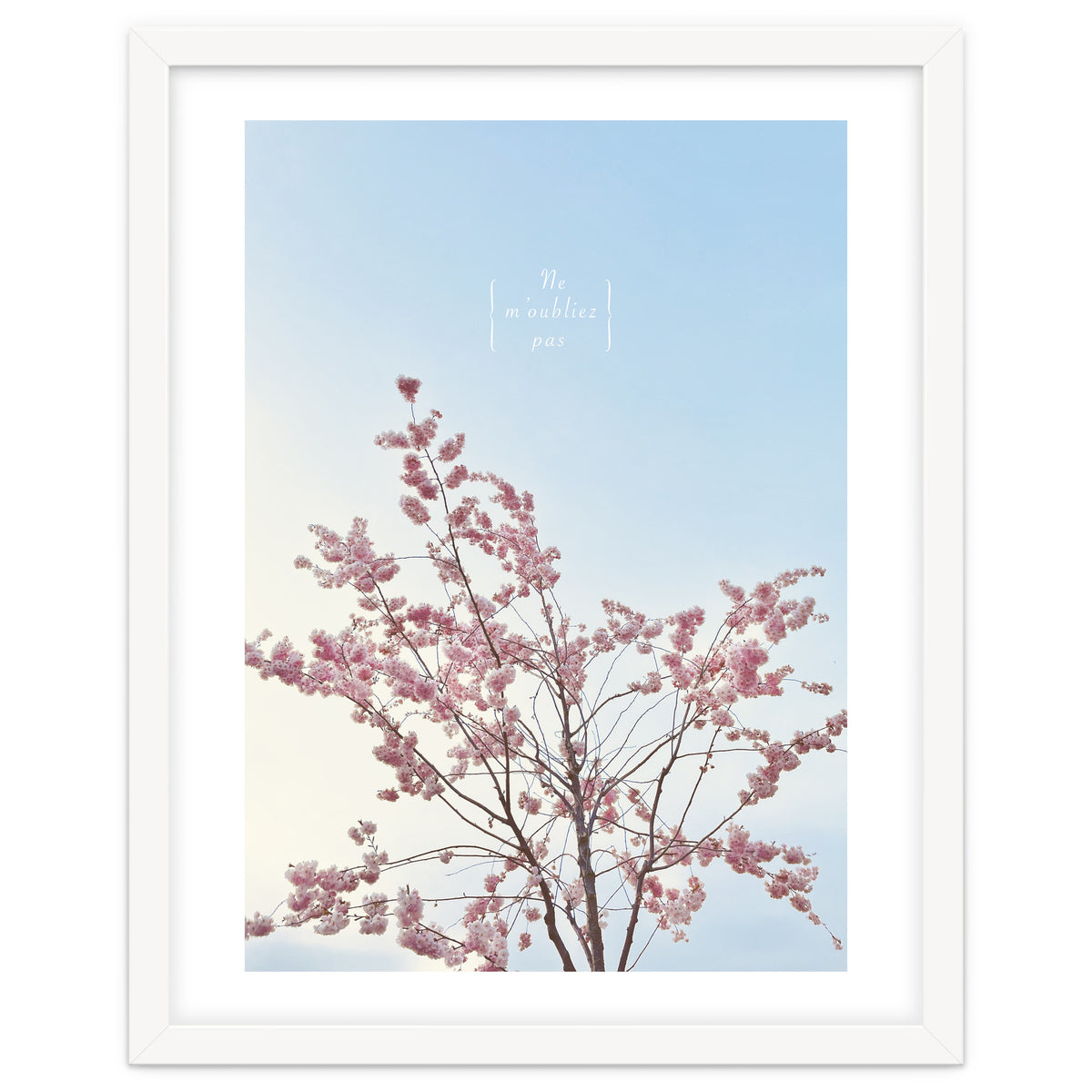 Sakura - cherry blossom