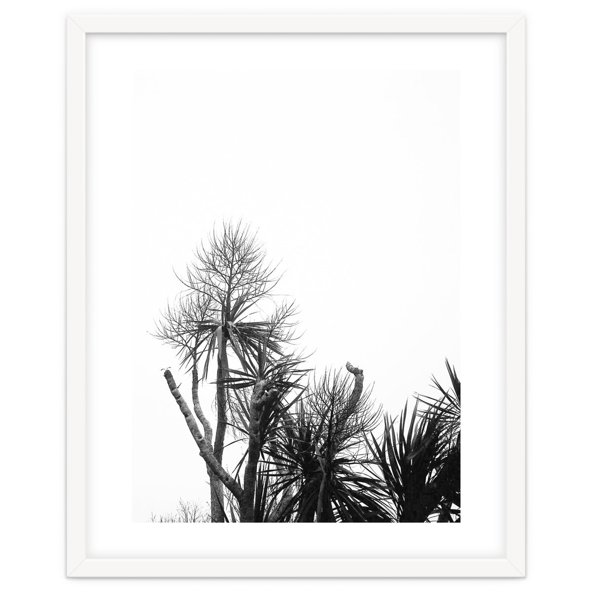 Miminalist Palm