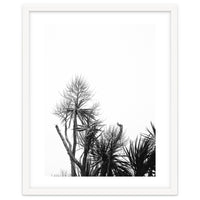 Miminalist Palm