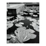 Lotus Pond | Black & White Portrait (Print Only) thumbnail
