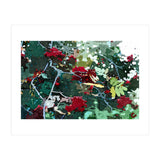 Berries (Print Only) thumbnail