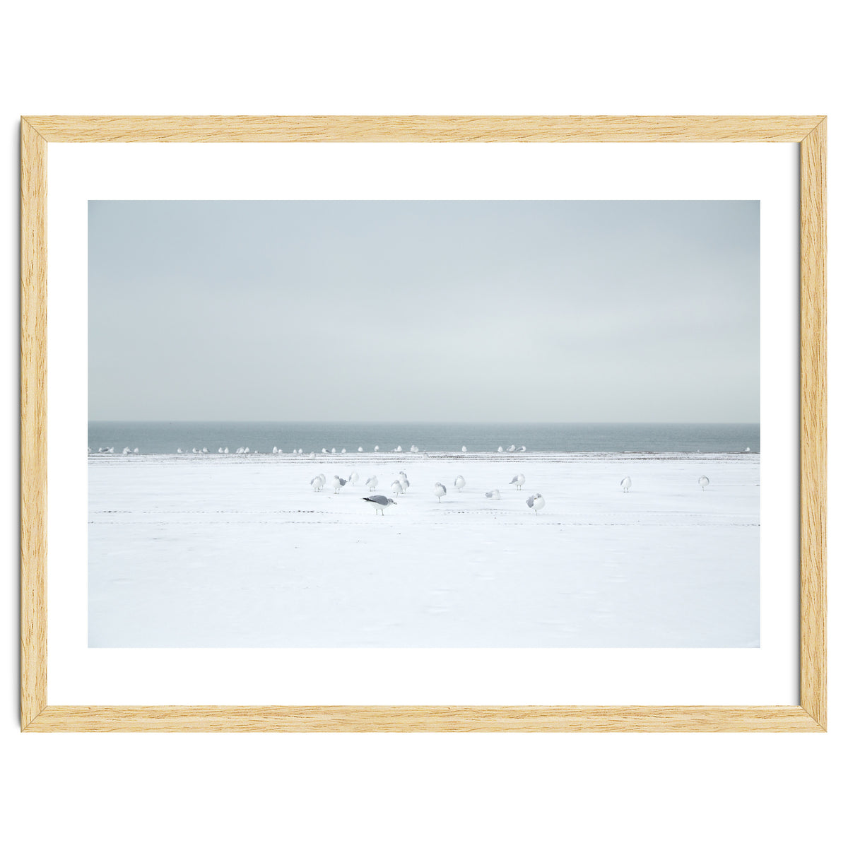 Seagulls in the Snow beach