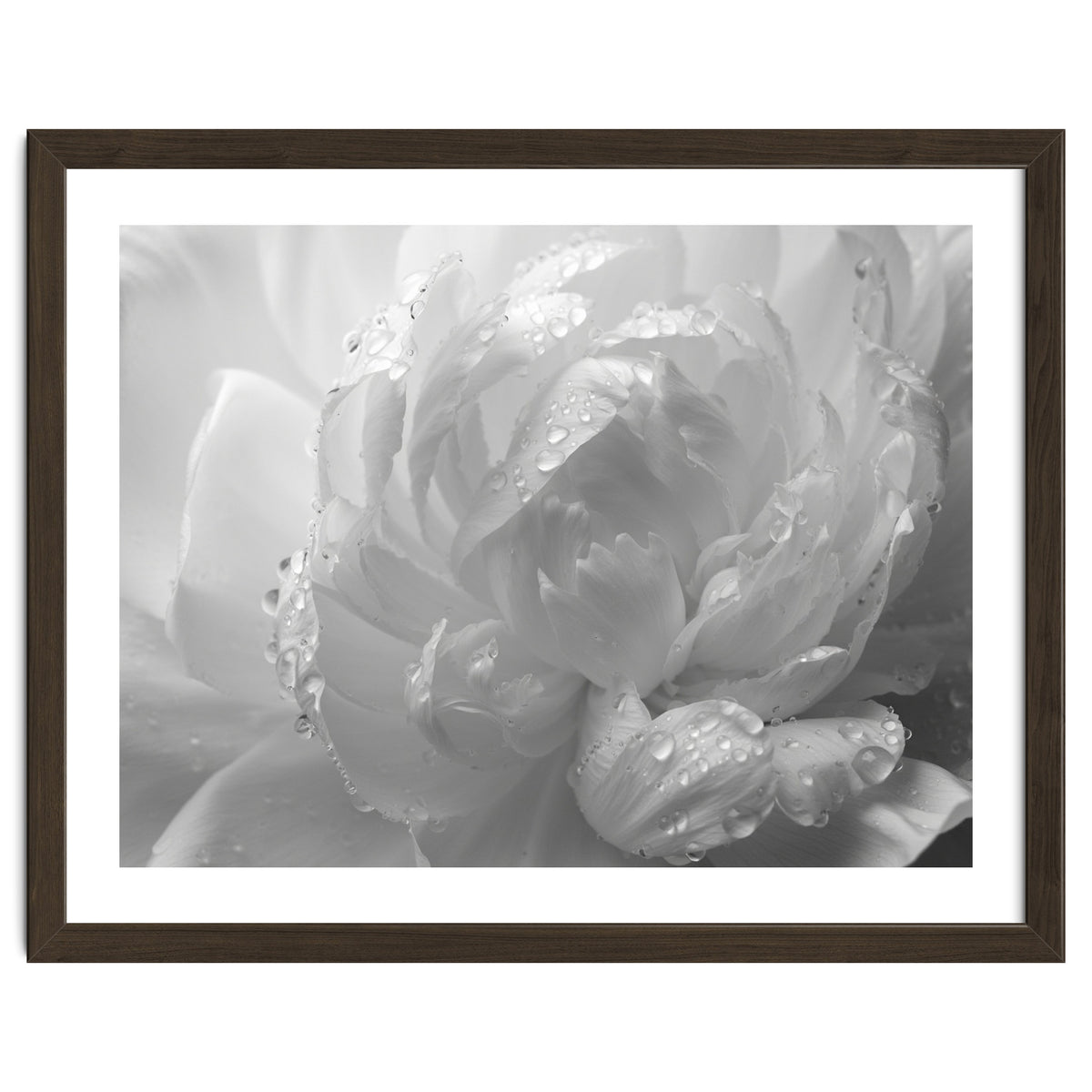 Ethereal Monochromatic Peony Petal Macro
