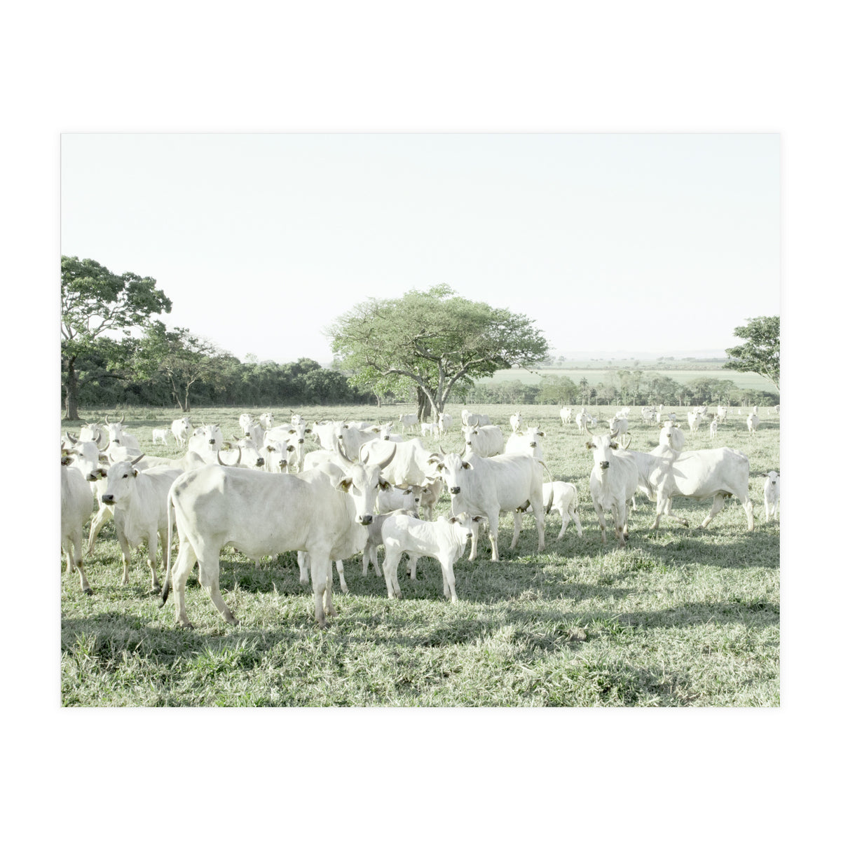 LIVING TOGETHER - WHITE COWS FAMILY (Print Only)