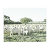 LIVING TOGETHER - WHITE COWS FAMILY (Print Only)