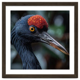 Black Crane Bird Head With Red Crown And Raindrops thumbnail