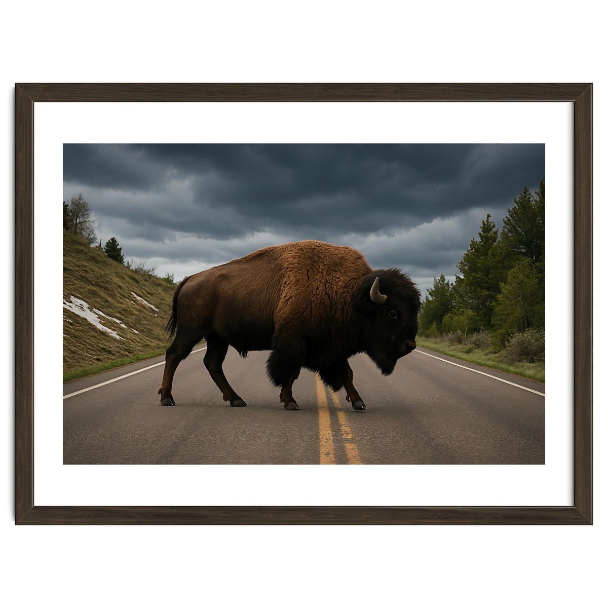 Bison on the Road , Yellowstone Wildlife Photography
