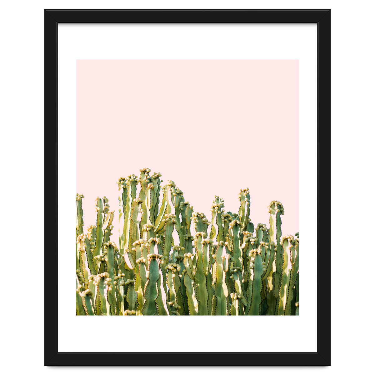Cactus Blush #society6 #decor #buyart