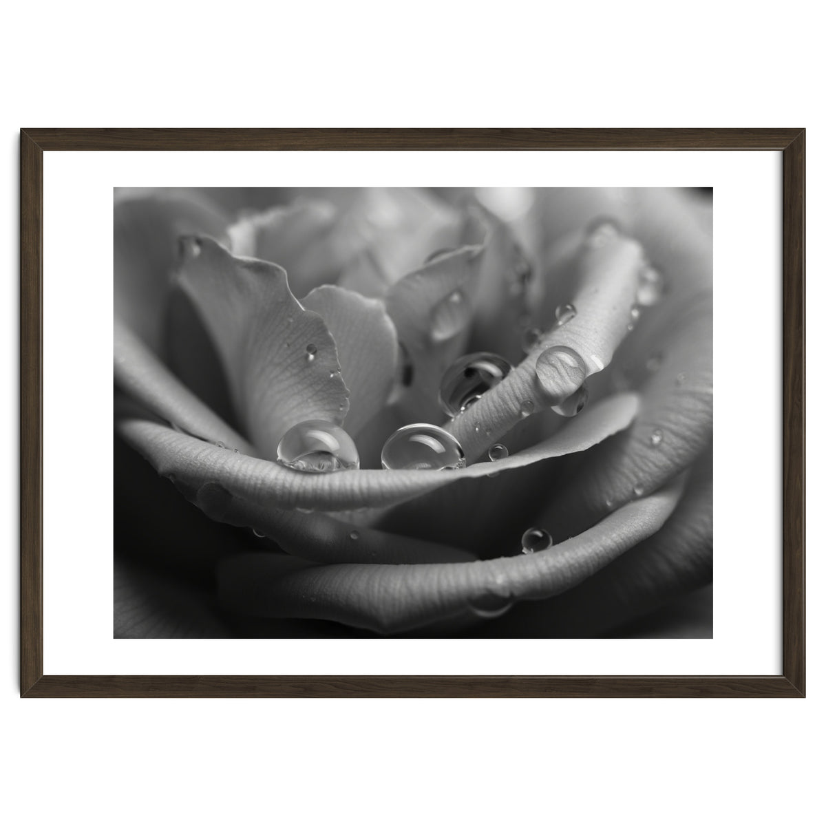 Ethereal Monochromatic Rose Petal Macro