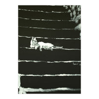 Cat On Stairs (Print Only)