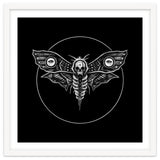 Deaths Head Moth thumbnail