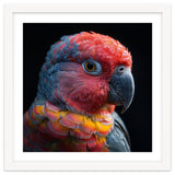 Close Up Parrot Face Red Blue Yellow Plumage thumbnail