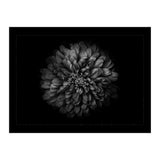 Backyard Flowers In Black And White No 68 with Border (Print Only) thumbnail