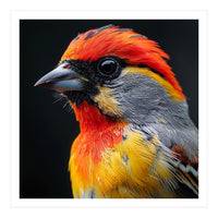 Close Up Of Colorful Bird With Red Orange Yellow Feathers (Print Only)