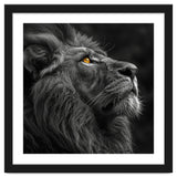 Majestic Lion Face Closeup Golden Eyes Black thumbnail