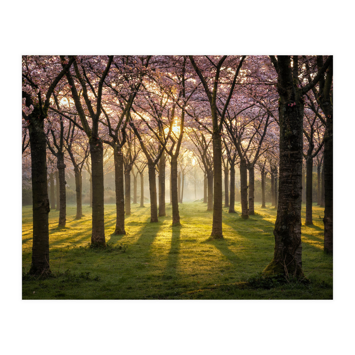 Blooming cherry trees in soft morning light (Print Only)