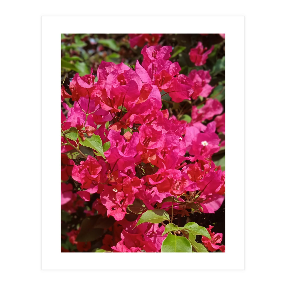 Pink Bougainvillea Flowers (Print Only)