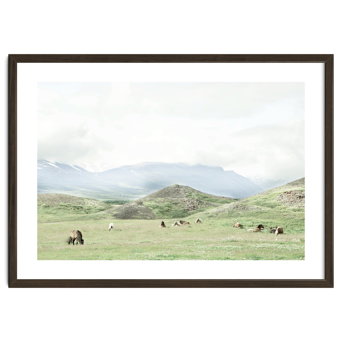 Relaxing horses on a sunny day calm field - Iceland