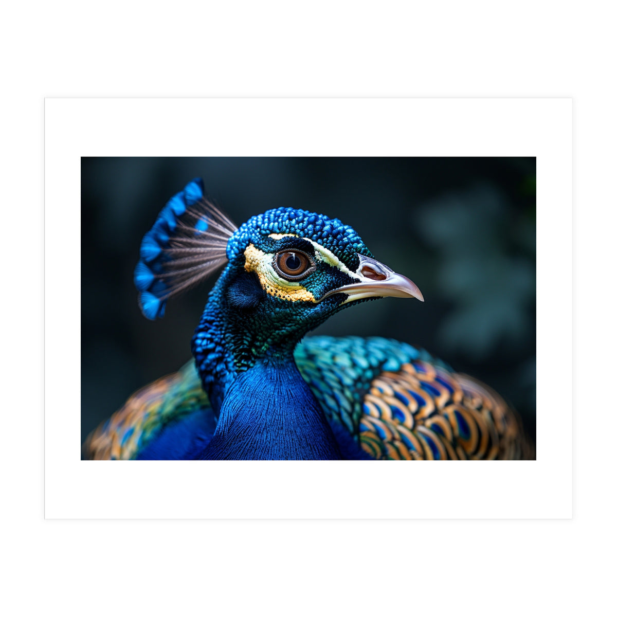 Peacock Head Close Up Majestic Blue Bird (Print Only)