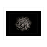 Backyard Flowers In Black And White No 81 with Border (Print Only) thumbnail