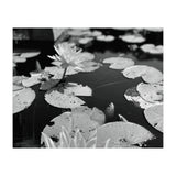 Lotus Pond | Black & White Landscape (Print Only) thumbnail