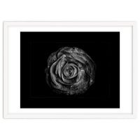 Backyard Flowers In Black And White No 72 with Border