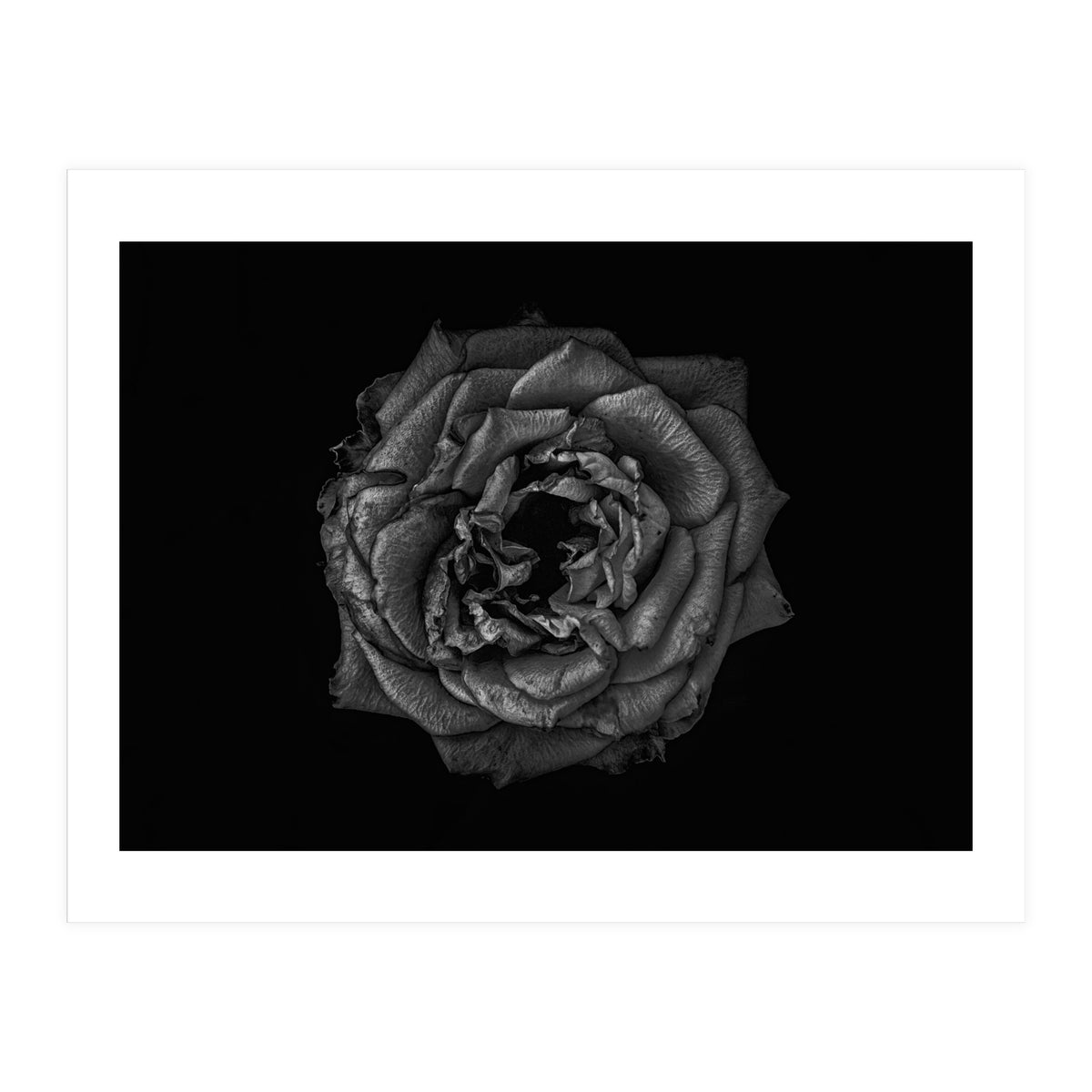 Backyard Flowers In Black And White No 110 (Print Only)