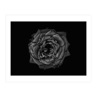 Backyard Flowers In Black And White No 110 (Print Only)