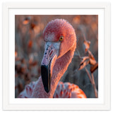 Close Up Of A Pink Flamingo Head In Sunlight thumbnail