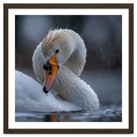 White Swan Bird With Water Droplets In Rain