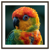 Sun Conure Parrot Close Up Eye thumbnail