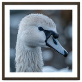 Close Up Of A Swan Head Covered In Water Droplets thumbnail