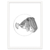 The Fascinating Cuttlefish thumbnail