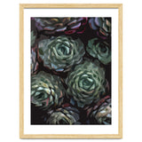 Succulent Plant Ii thumbnail