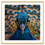 Close Up Peacock Head And Eye With Feathers thumbnail