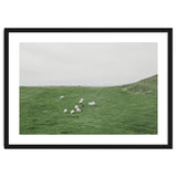 A flock of Sheep in the Green Hill - Iceland thumbnail
